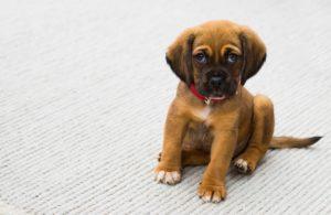 puppy sits on white carpet looking discouraged or chastized