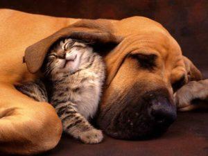 dog rests on the ground with adorable cat nuzzling under its large floppy ear