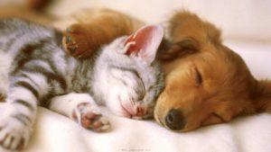 puppy lies on bed with leg holding kitten, both asleep